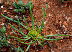 Isoetopsis graminifolia