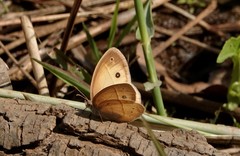 Brakefieldia simonsii