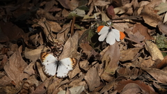 Colotis antevippe gavisa
