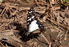 Graphium angolanus angolanus