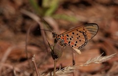 Acraea caldarena