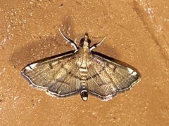 Acropentias