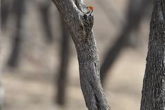 Leiopicus mahrattensis