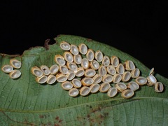 Loxopsis