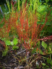 Rumex acetosella