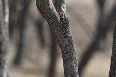 Leiopicus mahrattensis