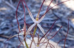 Caladenia capillata