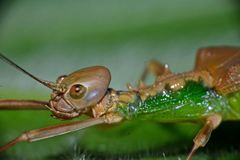 Kalocorinnis wegneri