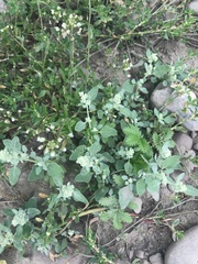 Chenopodium karoi