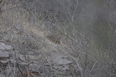 Panthera pardus fusca