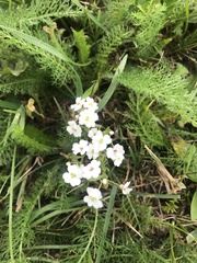 Dontostemon pinnatifidus