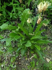 Plantago lanceolata