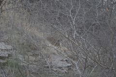 Panthera pardus fusca