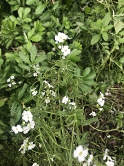 Dontostemon pinnatifidus