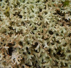 Pulchrocladia corallaizon