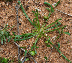 Brachyscome lineariloba