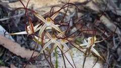 Caladenia capillata