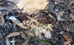 Caladenia capillata