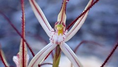 Caladenia capillata