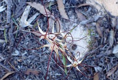 Caladenia capillata