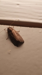 Athetiina