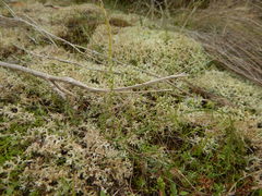 Pulchrocladia corallaizon