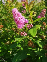 Spiraea salicifolia