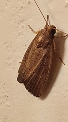 Athetiina