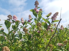 Spiraea salicifolia