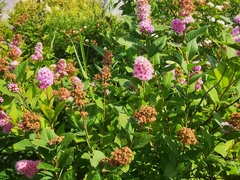 Spiraea salicifolia