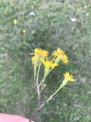 Crepis bungei