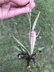 Crepis bungei