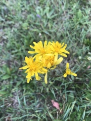 Crepis bungei