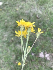 Crepis bungei