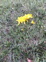Crepis bungei