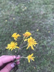 Crepis bungei