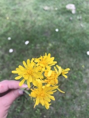 Crepis bungei