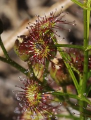 Drosera porrecta