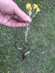 Crepis bungei