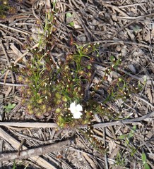 Drosera porrecta