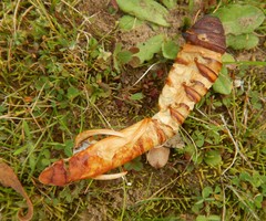 Abantiades atripalpis