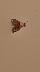 Agrotera nemoralis