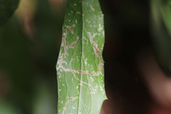 Phytomyza marginella