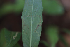 Phytomyza marginella