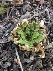 Selaginella nothohybrida