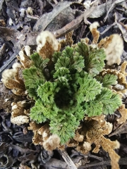 Selaginella nothohybrida