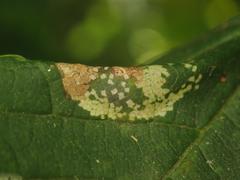 Phyllonorycter geniculella