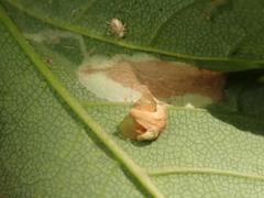Phyllonorycter geniculella