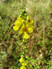 Verbascum