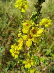 Verbascum